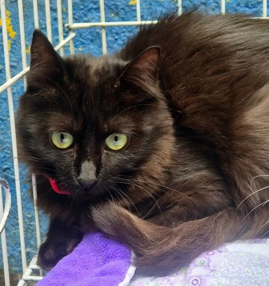 Gato raça SRD-ViraLata idade 2 a 6 meses nome FÁTIMA BLACK