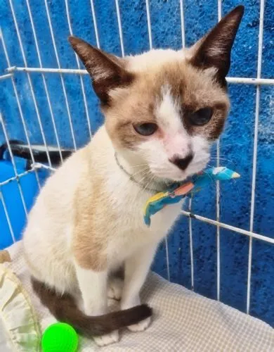 Gato raça SRD-ViraLata idade 2 a 6 meses nome MÁRIO MIX