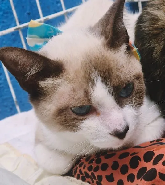 Gato raça SRD-ViraLata idade 2 a 6 meses nome MÁRIO MIX