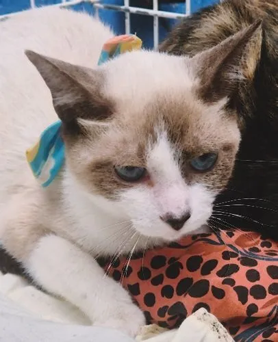 Gato raça SRD-ViraLata idade 2 a 6 meses nome MÁRIO MIX