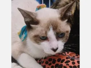 Gato raça SRD-ViraLata idade 2 a 6 meses nome MÁRIO MIX