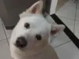 BOB