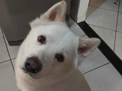 Cachorro raça Lhasa Apso idade 4 anos nome BOB