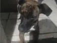 mel
