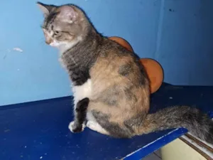 Gato raça SRD-ViraLata idade 7 a 11 meses nome Athena