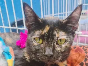 Gato raça SRD-ViraLata idade 2 a 6 meses nome ELZA ESCAMINHA