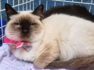 Gato raça SRD-ViraLata idade 2 a 6 meses nome SELMINHA SIAMESA