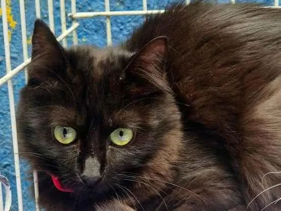 Gato raça SRD-ViraLata idade 2 a 6 meses nome FÁTIMA BLACK