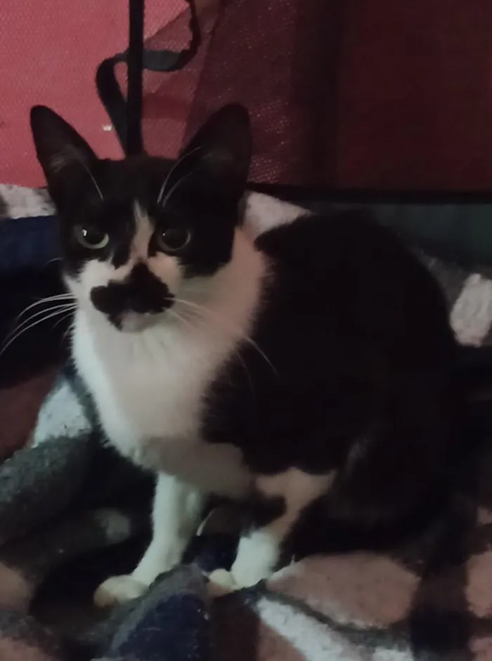 Gato raça SRD-ViraLata idade 2 a 6 meses nome frajolas