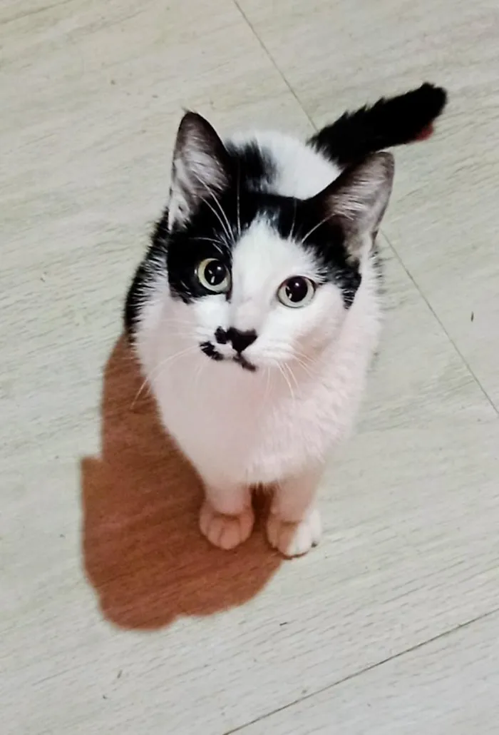 Gato raça SRD-ViraLata idade 2 a 6 meses nome frajolas