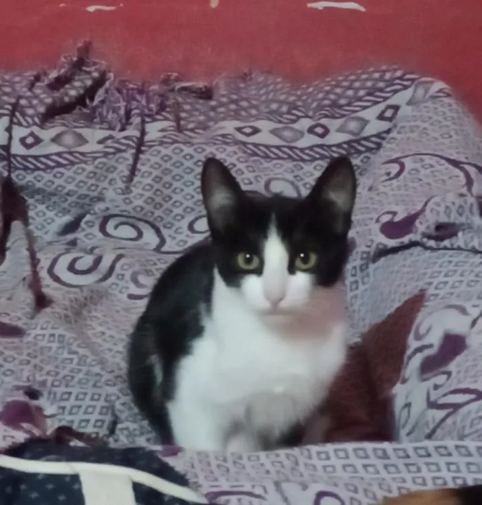 Gato raça SRD-ViraLata idade 2 a 6 meses nome frajolas