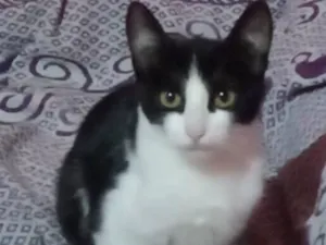 Gato raça SRD-ViraLata idade 2 a 6 meses nome frajolas