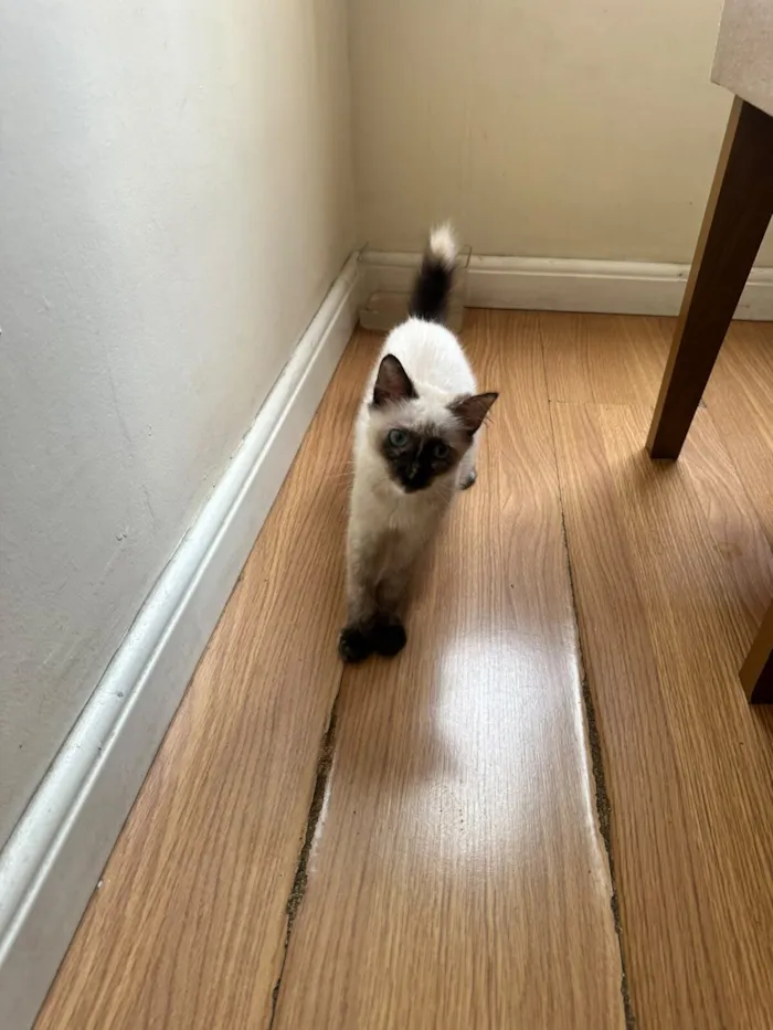 Gato raça SRD-ViraLata idade 2 a 6 meses nome Luna 