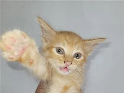 Gato raça SRD-ViraLata idade 2 a 6 meses nome amarelinha