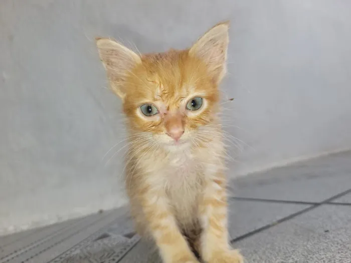 Gato raça SRD-ViraLata idade 2 a 6 meses nome amarelão 