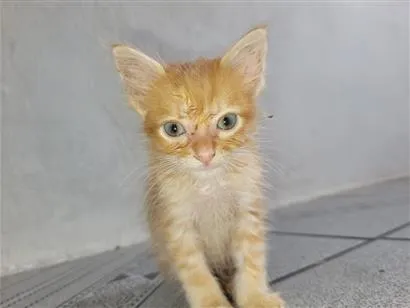 Gato raça SRD-ViraLata idade 2 a 6 meses nome amarelão 