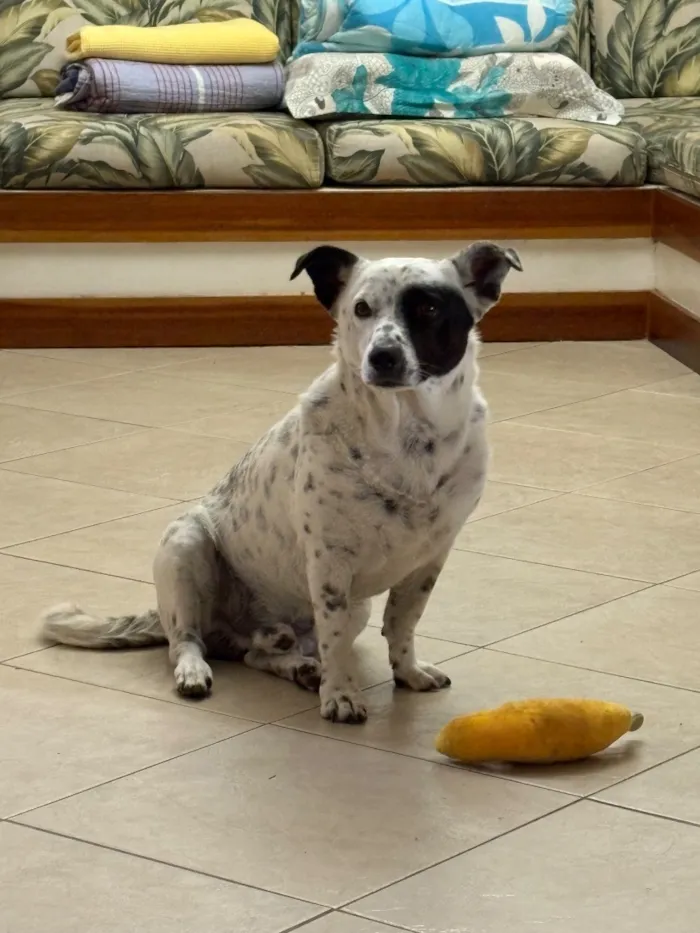 Cachorro raça SRD-ViraLata idade 5 anos nome Jack