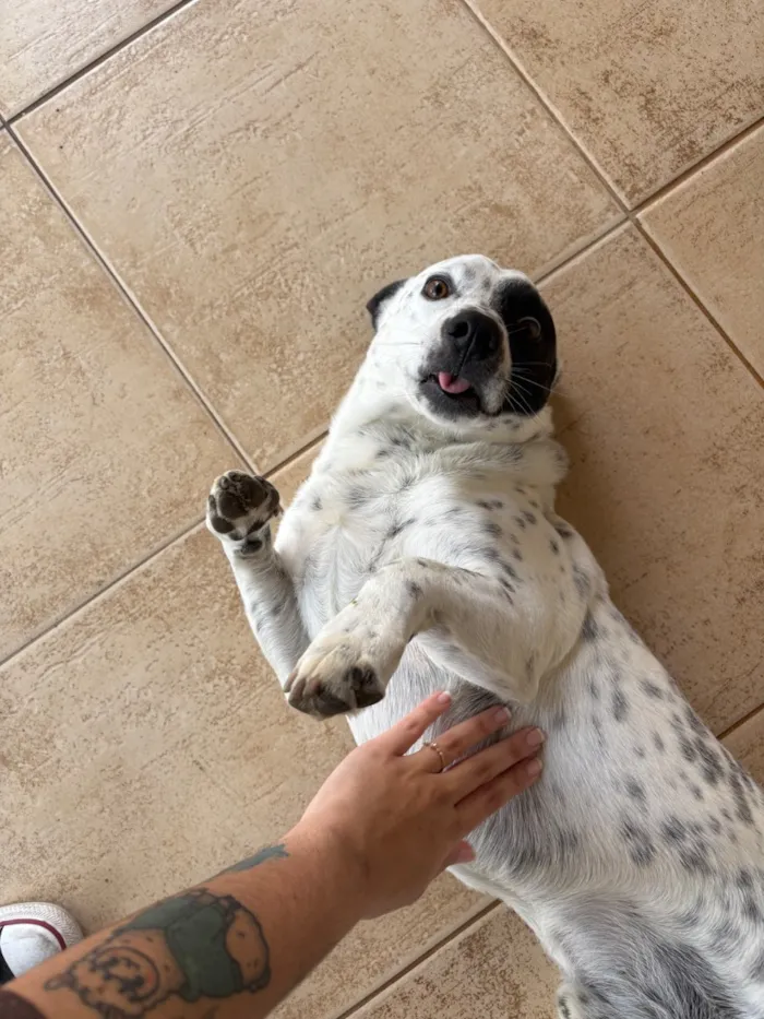 Cachorro raça SRD-ViraLata idade 5 anos nome Jack