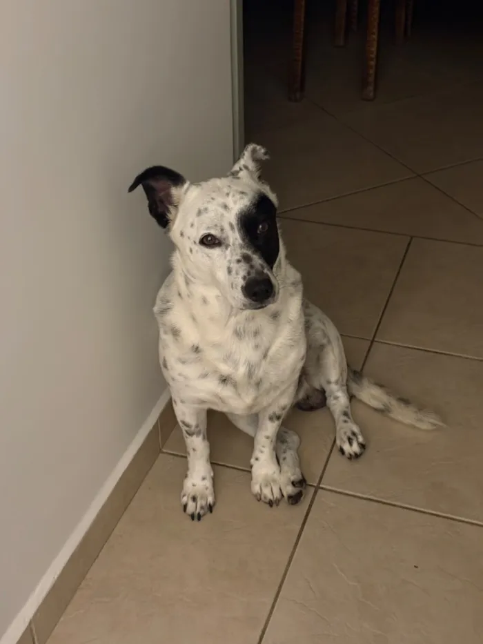 Cachorro raça SRD-ViraLata idade 5 anos nome Jack