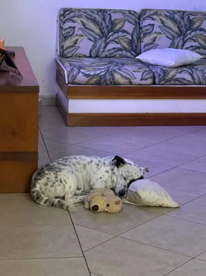 Cachorro raça SRD-ViraLata idade 5 anos nome Jack