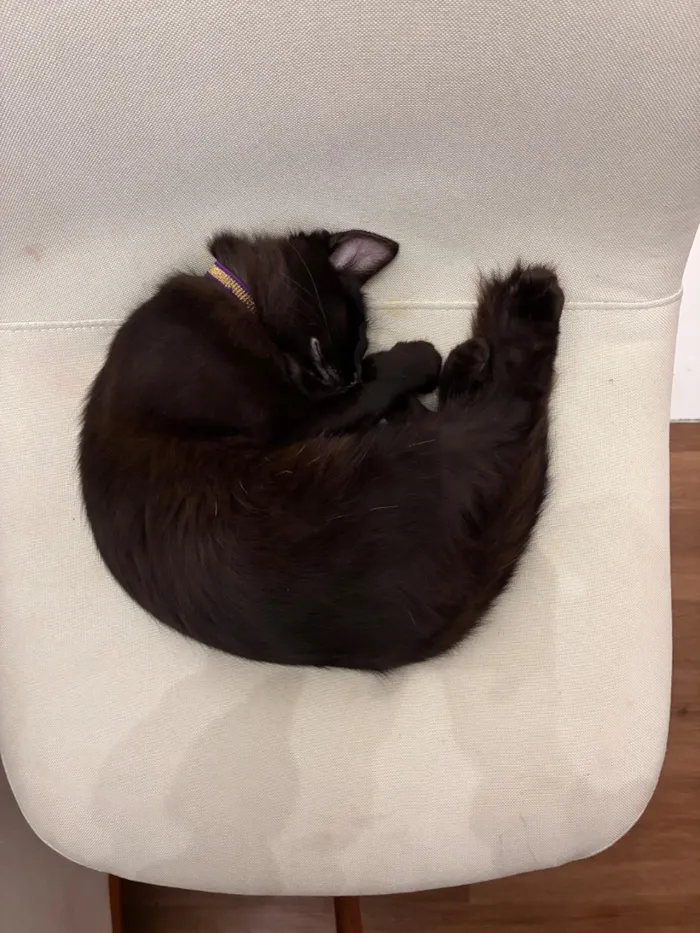 Gato raça SRD-ViraLata idade 2 a 6 meses nome Sem nome