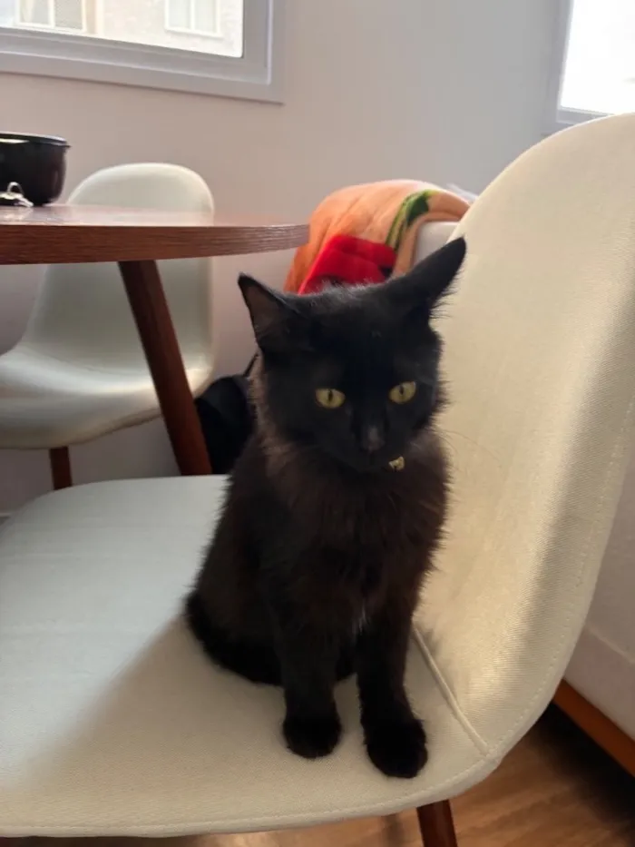 Gato raça SRD-ViraLata idade 2 a 6 meses nome Sem nome