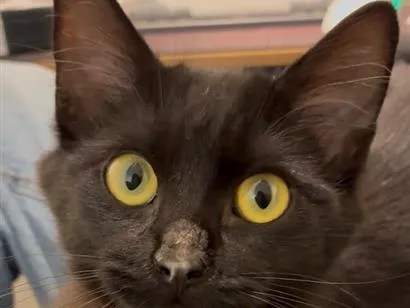 Gato raça SRD-ViraLata idade 2 a 6 meses nome Sem nome