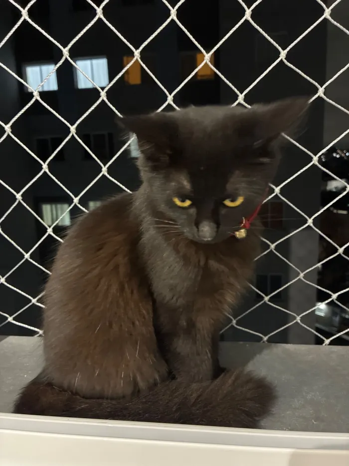 Gato raça SRD-ViraLata idade 2 a 6 meses nome Sem nome