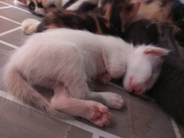 Gato raça SRD-ViraLata idade 2 a 6 meses nome Isabela