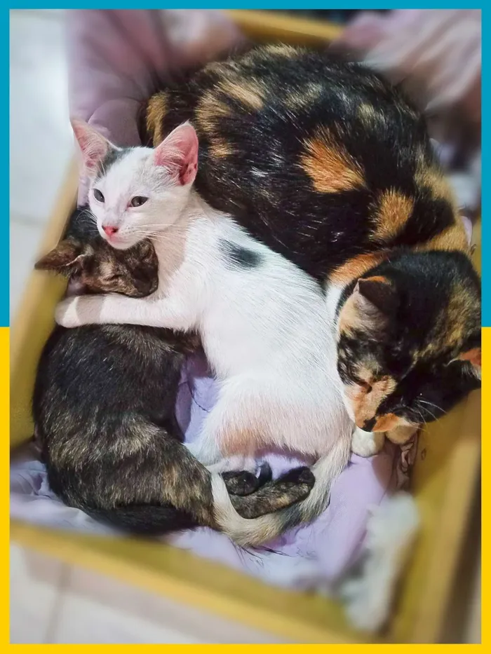 Gato raça SRD-ViraLata idade 2 a 6 meses nome Isabela