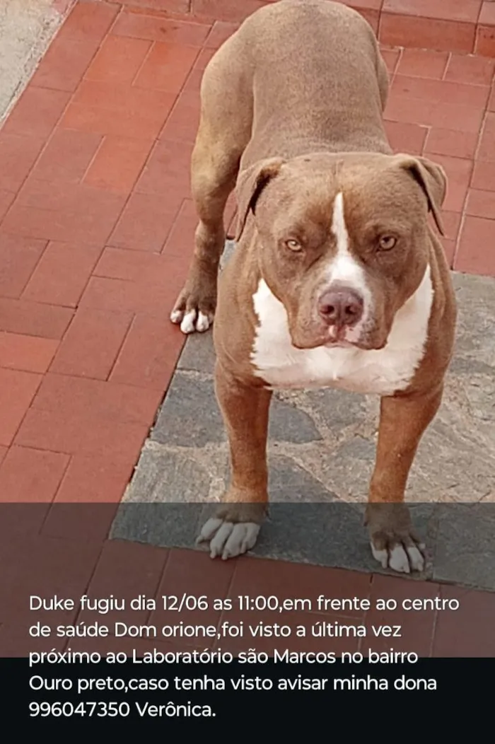 Cachorro raça Pit-Bull idade 4 anos nome Duke
