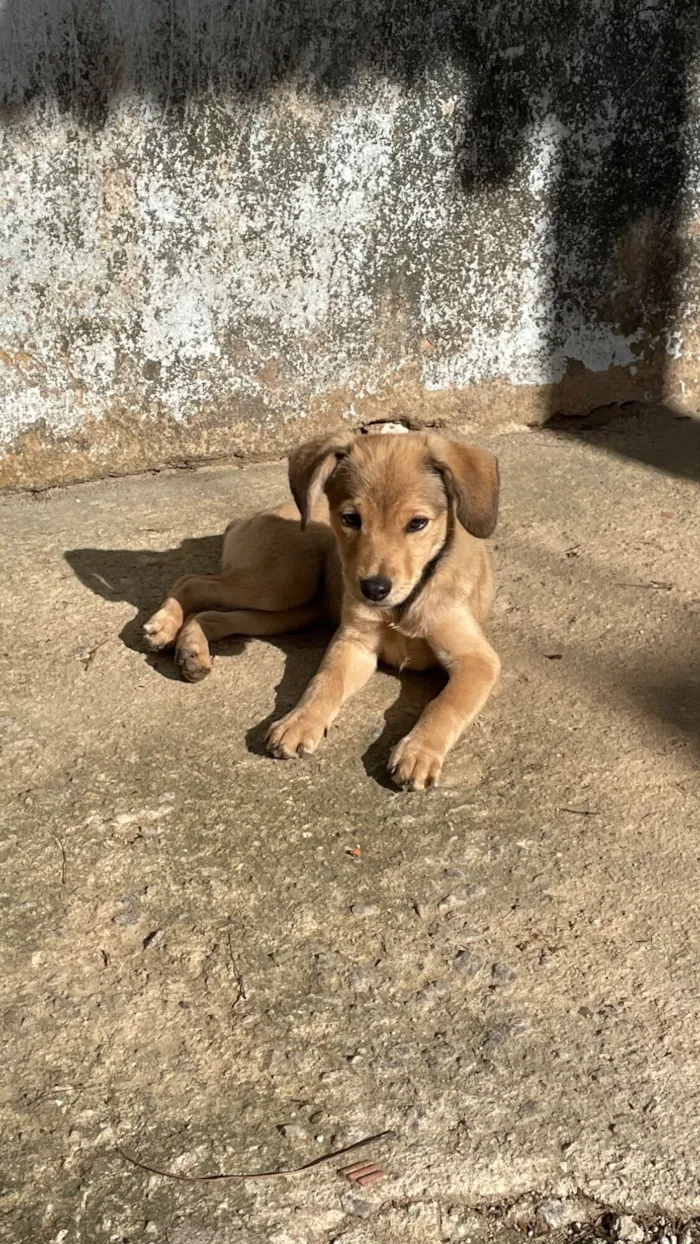 Cachorro raça Chow chow com pinscher com vira lata  idade 2 a 6 meses nome Sem nome 