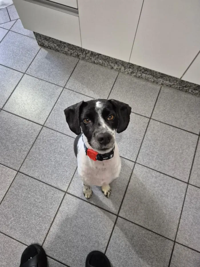 Cachorro raça SRD-ViraLata idade 2 anos nome Maui