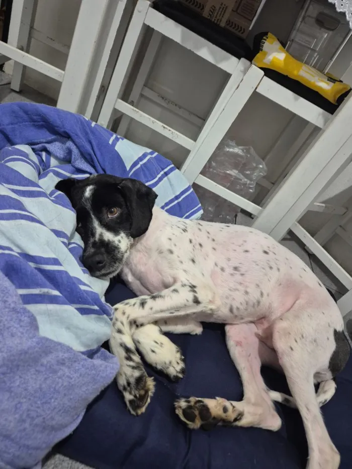 Cachorro raça SRD-ViraLata idade 2 anos nome Maui