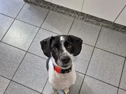 Cachorro raça SRD-ViraLata idade 2 anos nome Maui