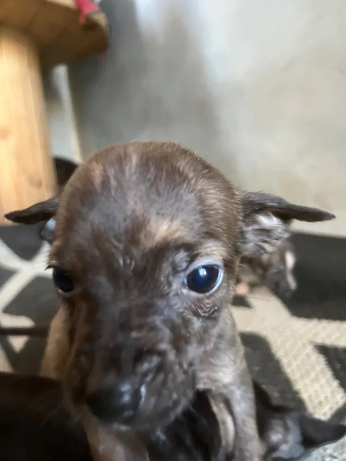 Cachorro raça SRD-ViraLata idade Abaixo de 2 meses nome Dog