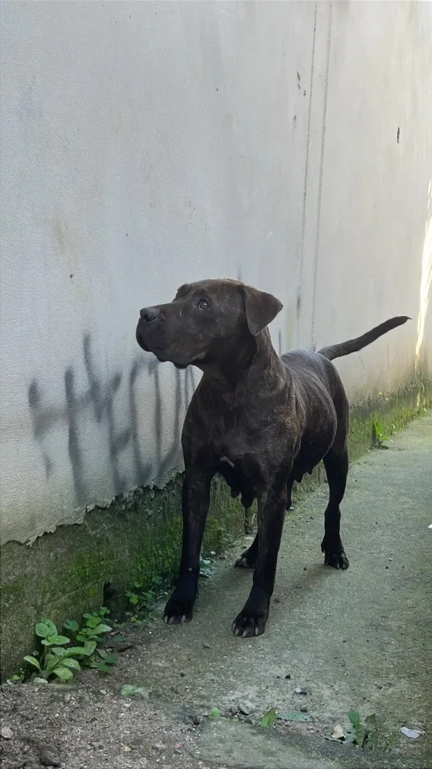 Cachorro raça SRD-ViraLata idade Abaixo de 2 meses nome Dog