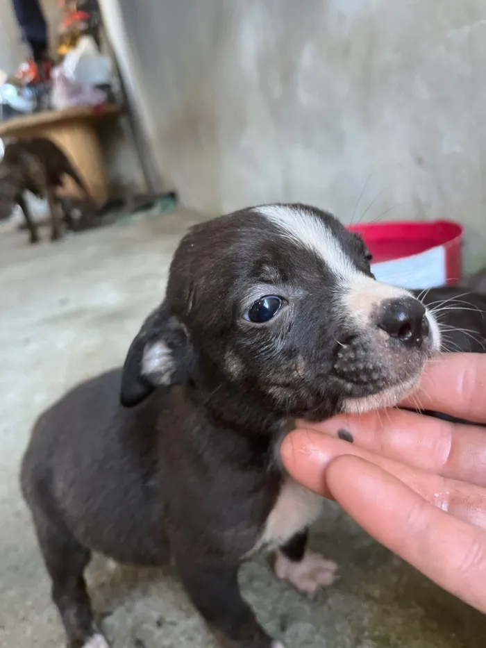 Cachorro raça SRD-ViraLata idade Abaixo de 2 meses nome Dog