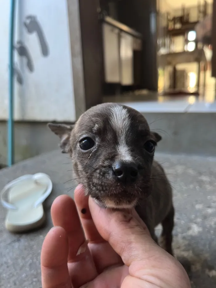 Cachorro raça SRD-ViraLata idade Abaixo de 2 meses nome Dog