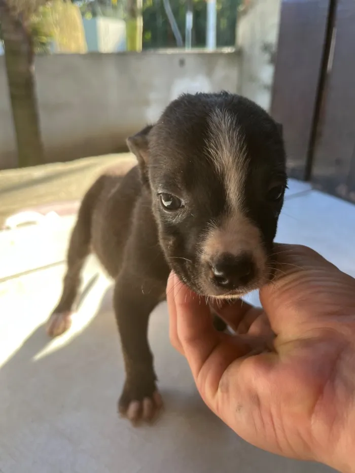 Cachorro raça SRD-ViraLata idade Abaixo de 2 meses nome Dog