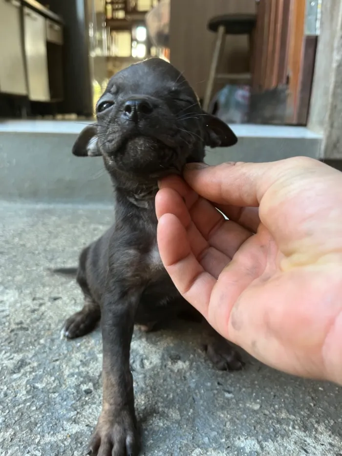 Cachorro raça SRD-ViraLata idade Abaixo de 2 meses nome Dog