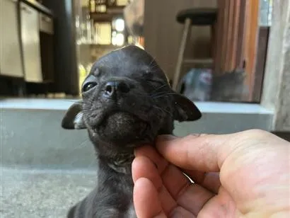 Cachorro raça SRD-ViraLata idade Abaixo de 2 meses nome Dog