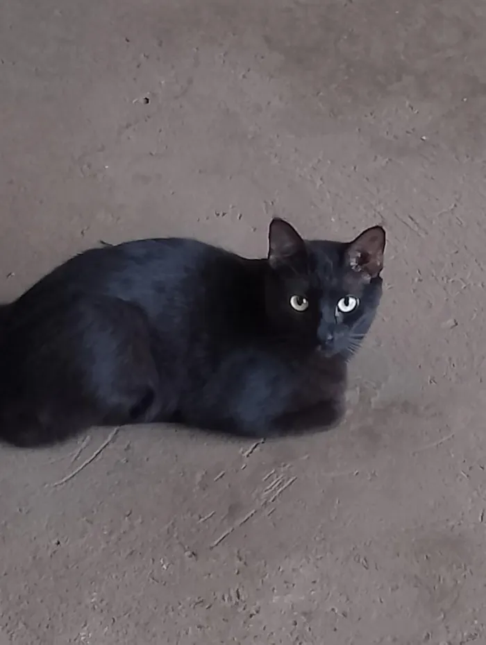 Gato raça SRD-ViraLata idade 2 anos nome Morcego