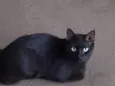 Morcego