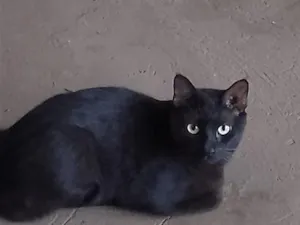 Gato raça SRD-ViraLata idade 2 anos nome Morcego