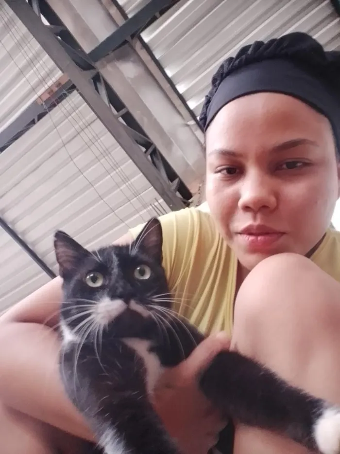Gato raça SRD-ViraLata idade 6 ou mais anos nome Bob Dylan