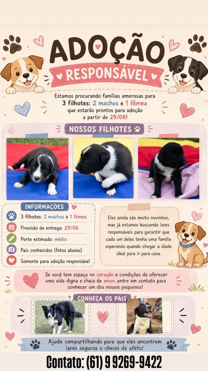 Cachorro raça SRD-ViraLata idade Abaixo de 2 meses nome São filhotes recém-nascidos 