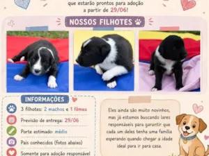 Cachorro raça SRD-ViraLata idade Abaixo de 2 meses nome São filhotes recém-nascidos 