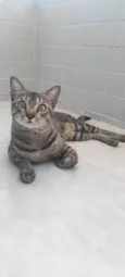 Tetéu