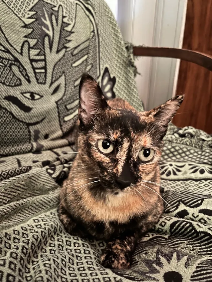 Gato raça SRD-ViraLata idade 6 ou mais anos nome Pandora